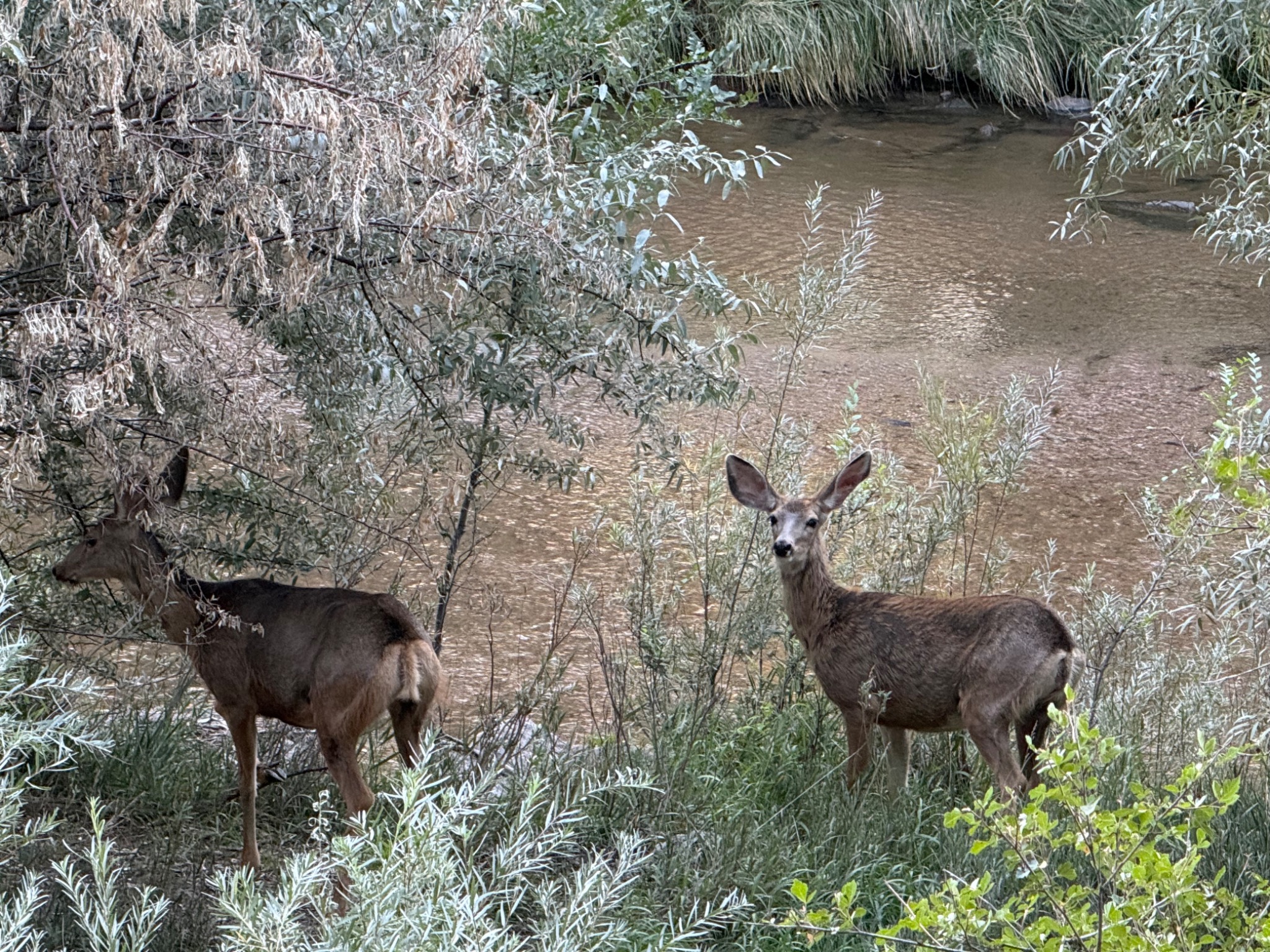 Deer by water