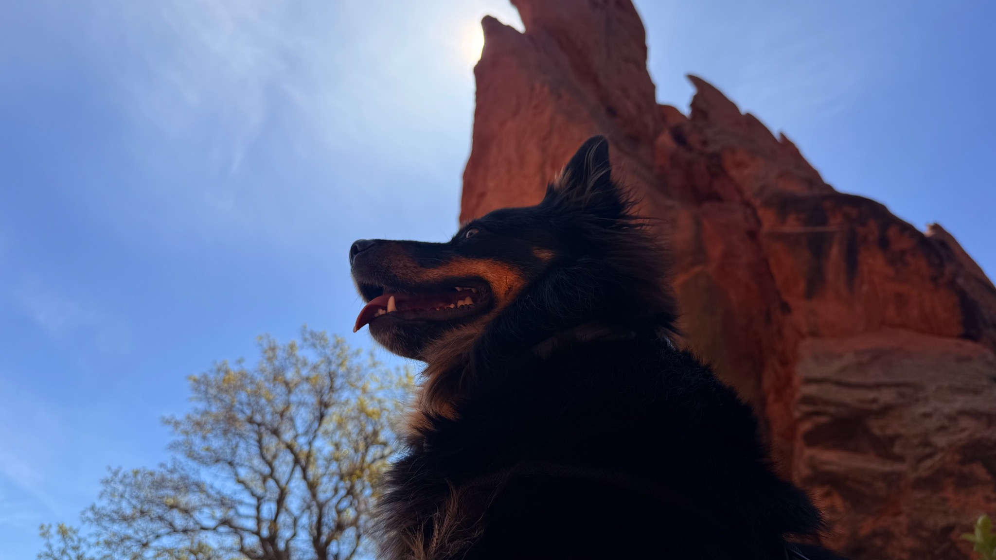 Dog outdoors